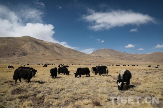 牦牛 对<em>藏族人</em>来说意味着什么？