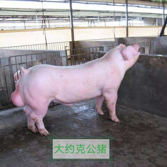 蓬莱市10月份40-50斤后备母猪苗<em>价格</em>发布<em>哪里有</em>供应的