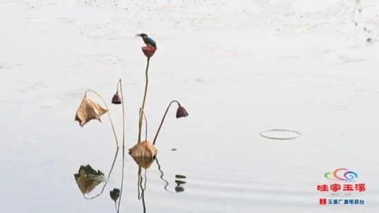 翠鸟做客生态玉溪 捕鱼那叫一个“脆”！