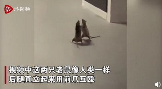 <em>两只老鼠</em>站立互殴一旁猫咪被吓傻 “杰瑞”这么暴力的？