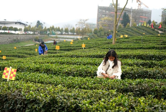 第十七届中国·宜宾早茶节筠连红茶开园采摘活动举行