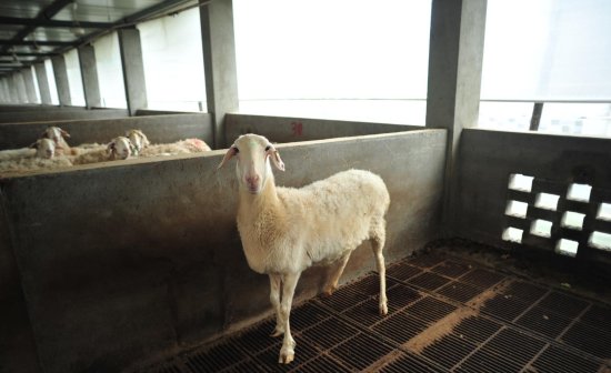 湖羊羊羔<em>多少钱一只</em>湖羊养殖种羊出售价格