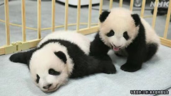 在<em>日本</em>上野动物园诞生大熊猫双胞胎<em>名字</em>确定：“晓晓”和“蕾蕾...