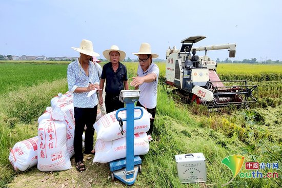 八万亩再生稻喜开镰 抚州临川区实地测产验收忙