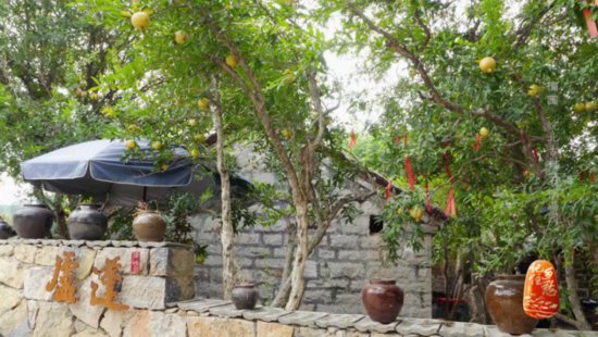 百年古树结出来的石榴什么滋味？安徽榴园村等你来打卡！
