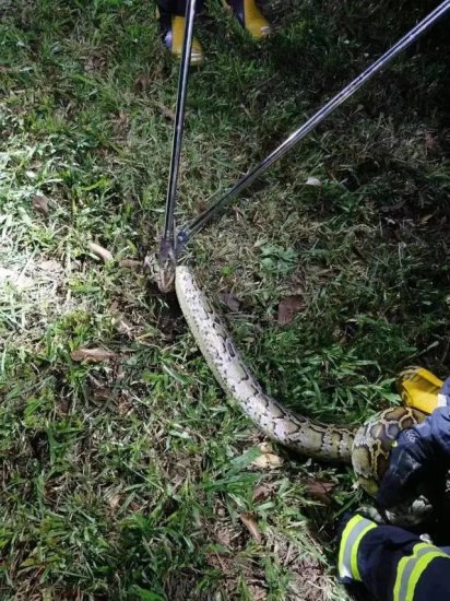 深圳一地惊现2米长大蟒蛇！