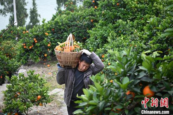 重庆柑橘出三峡 出口猛增且各“橙”特色