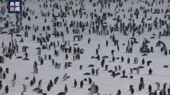 南极海冰提前融化，多个<em>帝企鹅</em>族群幼鸟或全军覆没