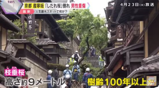 日本京都热门景点一棵樱花树突然倒下 游客被砸成重伤