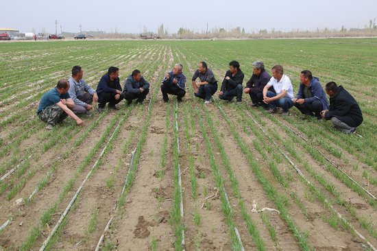 新疆和硕县4.7万亩春小麦长势喜人