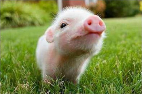 生肖<em>猪</em>：出生月份决定你的命运，出生在以下几个月份一生好福气