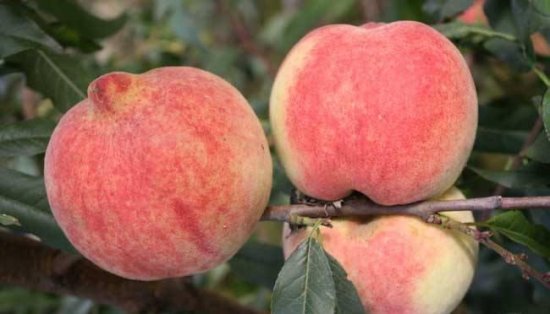 霞晖8号桃树品种有什么特点，霞晖8号桃树品种适宜在<em>哪里种植</em>？