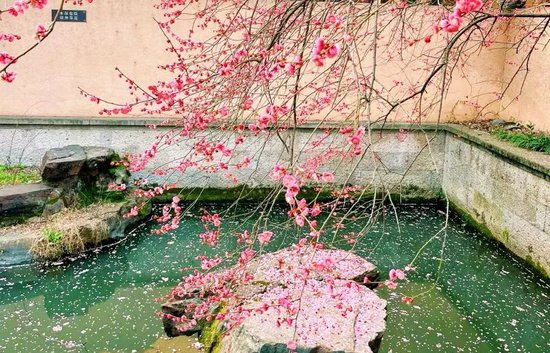 美得超震撼！浙江的宝藏梅花秘境，春节赏梅正当时