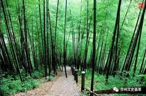华州的竹与竹器