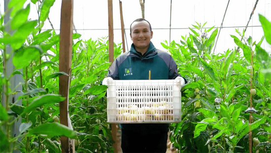 亚热带水果在和田反季节试种成功 今起批量上市