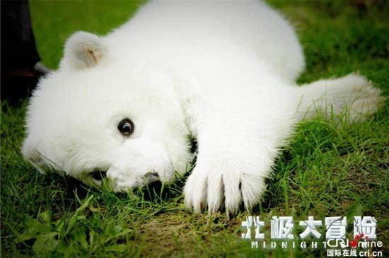 中国熊萌闯《北极大冒险》演技爆表堪称北极神兽