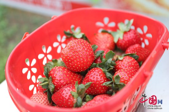 抢“鲜”亮相 龙马潭冬天的第一波草莓上市