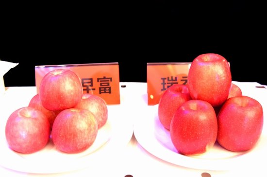 陕西<em>白水</em>苹果与清雅型<em>白水杜康酒</em>新闻发布会在京举行
