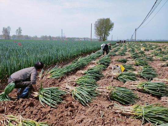 河南太康：绿色产业助农增收致富
