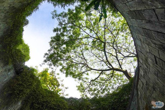狮城著名历史地标，被誉为是“新加坡绿肺”，网红“<em>树</em>洞”堪称...