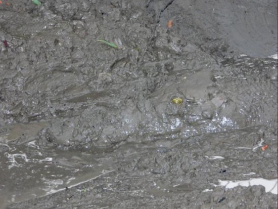 藏<em>在泥里</em>的鳄鱼，你看到了吗？