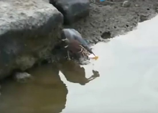 男子钓鱼发现鸟儿呆立河边，仔细观看后却被它的目的折服了！