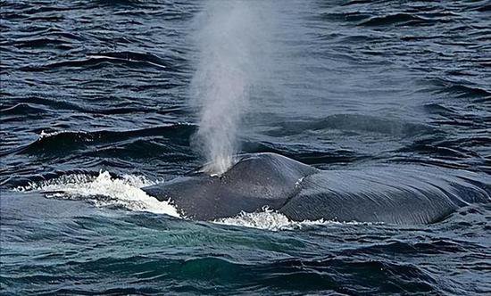 蓝鲸一次排便可达2吨！方圆百米遮天蔽日，竟被称为自然的恩赐？