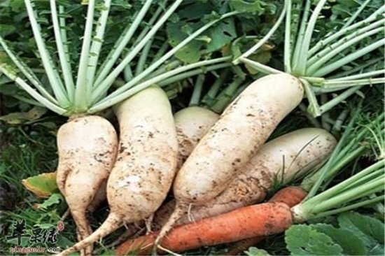 现代蔬菜<em>种植技术</em>，第二节萝卜