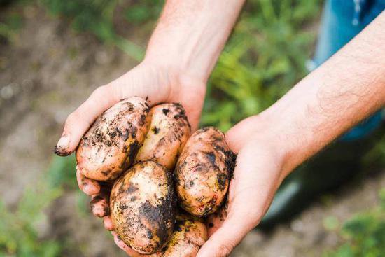 一个土豆改变世界：从食物到历史，<em>关于</em>土豆还有很多你不知道的...