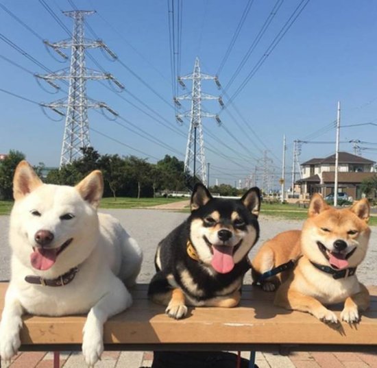 日本夫妇养了三只柴犬，个个都是<em>表情包</em>！