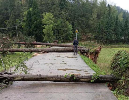 湖南桂东东洛：“卧”在路中间的大树被清走了