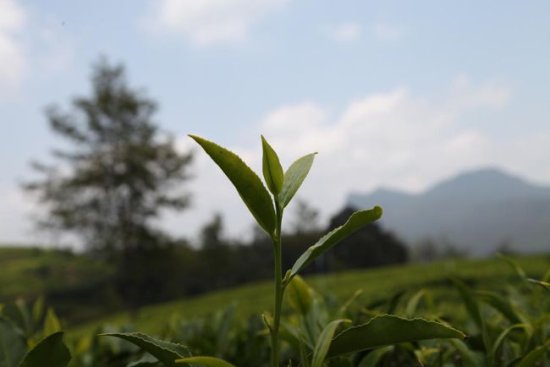 <em>茶</em>种源于中国 为啥锡兰红茶的口感和中国红茶不同？