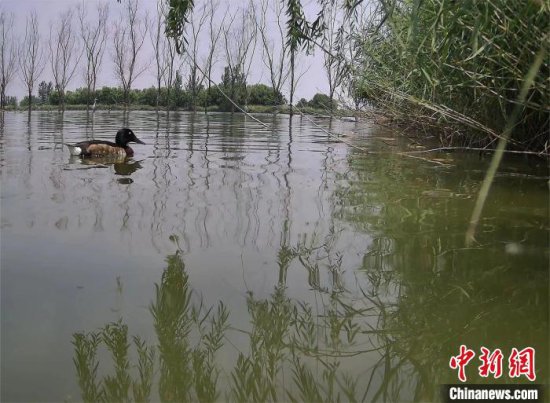 黄河故道“鸟中大熊猫”青头潜鸭繁殖数量创新高