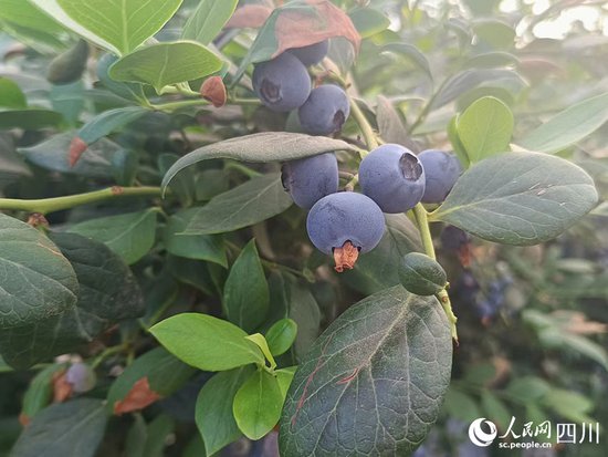 四川德昌：小蓝莓成乡村振兴“致富果”