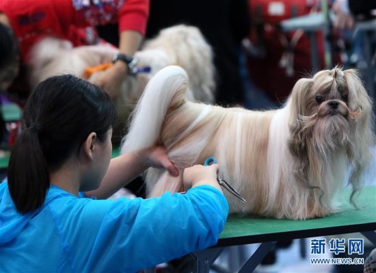 香港<em>宠物</em>节举行<em>宠物美容</em>大赛