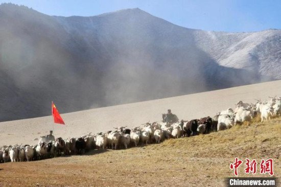 西藏阿里移民管理警察化身“牧羊人” 护航牧民转场