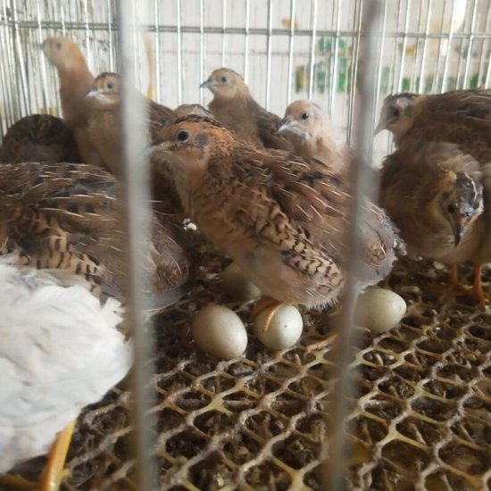 客厅<em>鱼缸里</em>就能养的宠物鸡，一年产蛋300个，网友：鸡蛋捡到...