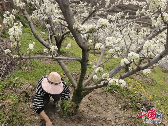 理县这个村，两千余亩特色<em>水果</em>花盛开，又是丰收的一年！
