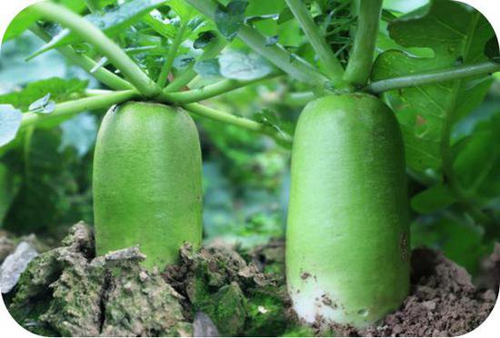 科学种菜---让小菜园长出大效益（五） --- 萝卜的种植技术与管理