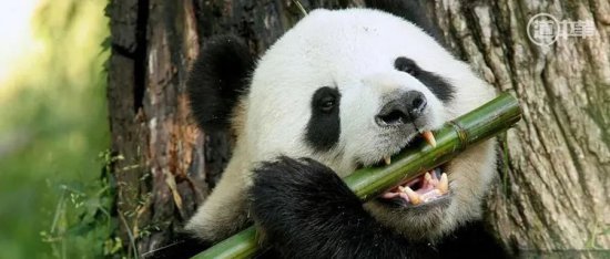道中华| 大<em>熊猫</em>因何得名，又如何成为世界团宠？