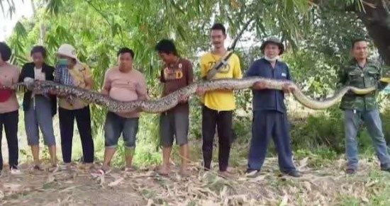 泰国8名村民捕获6米巨蟒将其放生 担心其配偶在附近