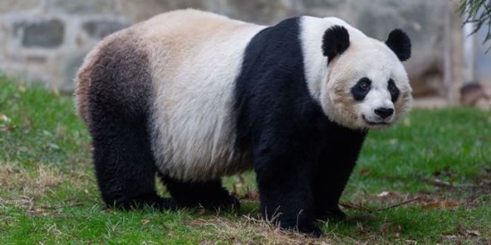 何时回家？大熊猫美香一家三口留美再延长3年，中美续签合作协议