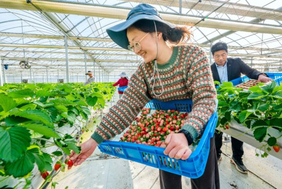 南京<em>溧水</em>：小小草莓推动现代农业全产业链标准化