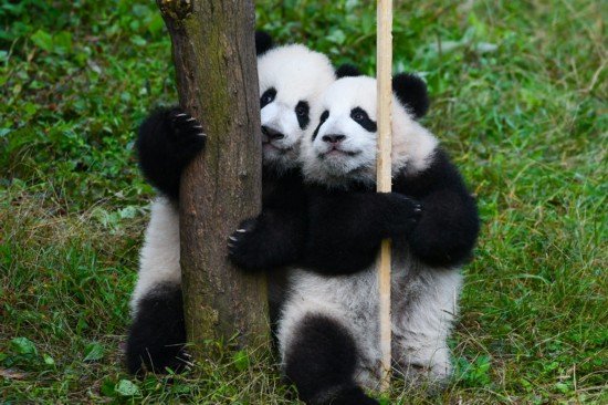 重庆两对熊猫双胞胎正式命名