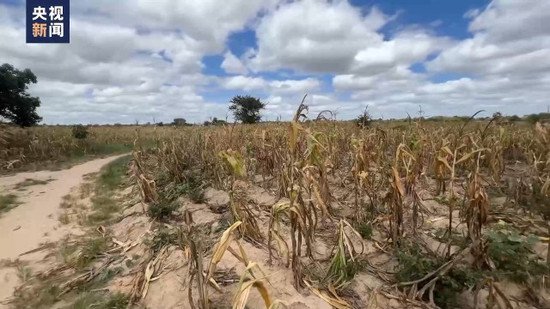 记者探访丨赞比亚旱灾严重 农户生活陷困境