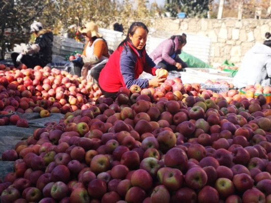 年<em>产值</em>25亿元，云南昭通洒渔镇苹果产业是如何“炼”成的