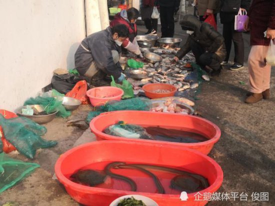 野生鳝鱼，60元一斤，渔民用4种方法<em>鉴别真假</em>