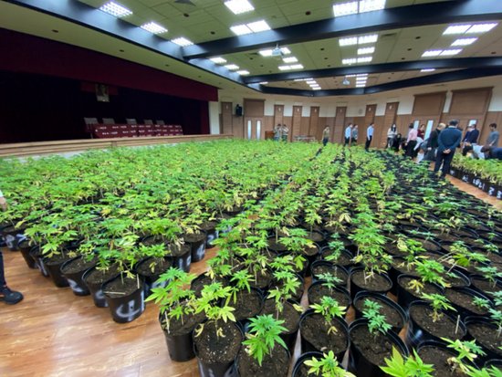 创岛内纪录，台湾毒贩铲平山头种1608株大麻