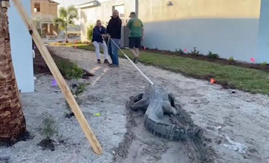美国一<em>工人装修</em>房屋时遇见一条3.6米长鳄鱼