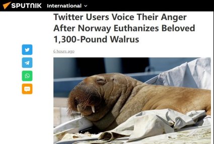 威胁人类安全？600公斤重“网红”海象被挪威实施<em>安乐死</em>，网友...